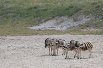 Fototapeta na wymiar zebras in the etosha pan, Namibia