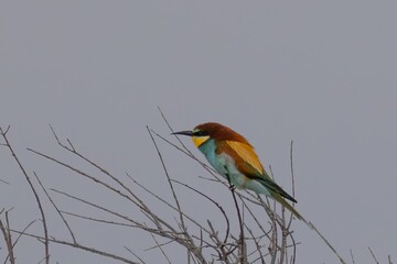 bee-eater bird perching on a twig in etosha national park, Namibia
