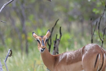 young black-faced impala in the wild of etosha - obrazy, fototapety, plakaty