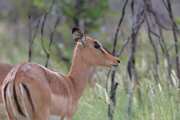 young black-faced impala in the wild of etosha
