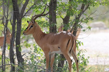 black-faced impala in the wild of etosha
