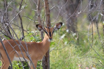 young black-faced impala in the wild of etosha