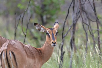 young black-faced impala in the wild of etosha