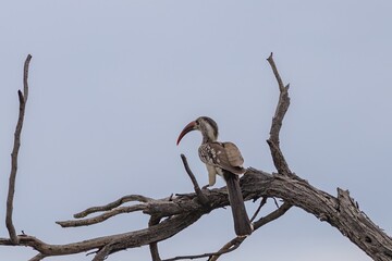 red-billed hornbill perching on a branch