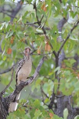 red-billed hornbill perching on a branch