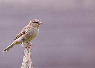 Close up of a house sparrow (Passer domesticus) perching on a wooden post