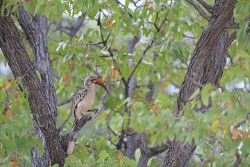red-billed hornbill perching on a branch