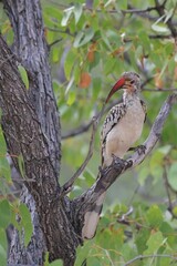 red-billed hornbill perching on a branch