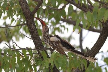 red-billed hornbill perching on a branch