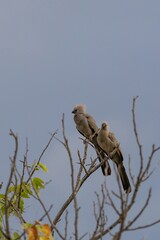 grey lourie birds perching on a tree in etosha