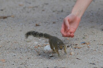 close up of a curious bush squirrel close to an human hand in etosha