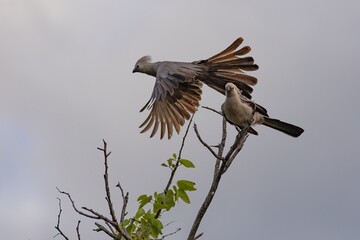 grey lourie birds perching on a tree in etosha
