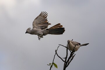 grey lourie birds perching on a tree in etosha
