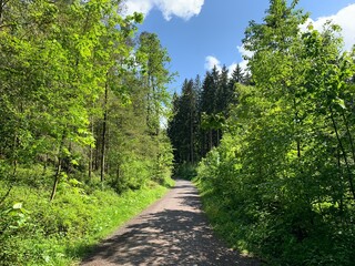Waldweg im Sihlwald, Wald im Kanton Zürich, Schweiz