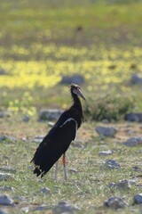 marabou stork in the wild of etosha