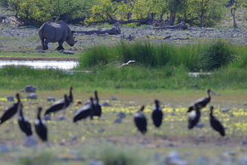 black rhinoceros at a water hole in etosha with a flock of storks in the foreground