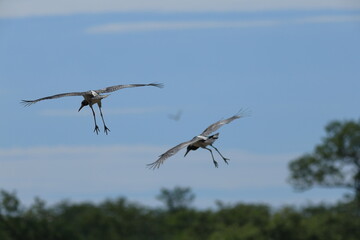 marabou stork in flight in Namibia