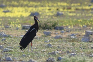 marabou stork in the wild of Namibia