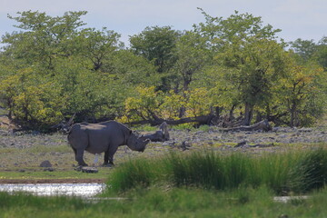 Naklejka premium Rhinoceros at a water hole in Etosha National Park, Namibia