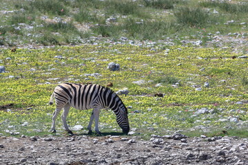 Naklejka na ściany i meble zebra in the wild of etosha national park, namibia