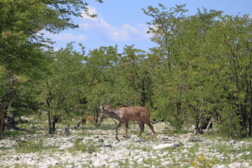 Fototapeta na wymiar Kudu bull in the wild of Etosha National Park, Namibia