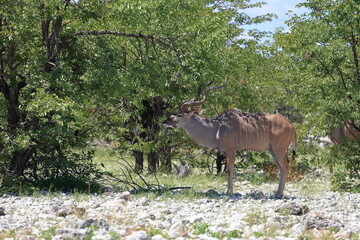 Fototapeta premium Kudu bull in the wild of Etosha National Park, Namibia