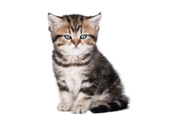 Fototapeta na wymiar scottish kitten