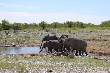 Fototapeta na wymiar Elephants at a water hole in Etosha National Park