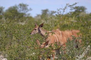 kudu cow in the wild of etosha