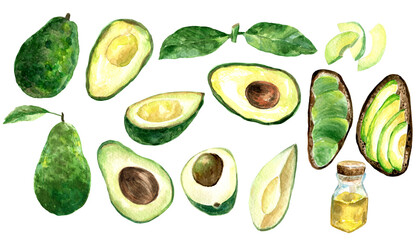Avocado watercolor illustration collection 600 dpi PNG clipart, whole and sliced avocado, avocado oil, healthy diet, fruits and vegetables, hand-painted illustration 