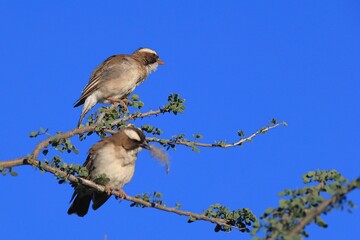 white browed sparrow weavers perching on a branch in Namibia