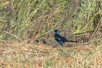 glossy starling in a field, Namibia