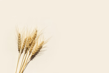 Obraz premium Flat lay with dry ears of wheat with awns on beige background with empty space. Top view ears of cereal crops, wheat grain crop, harvest concept, minimal design, cereals plant with hard shadow