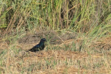 glossy starling in a field, Namibia