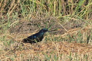 glossy starling in a field, Namibia