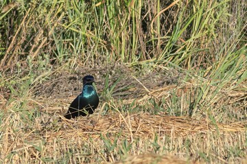 glossy starling in a field, Namibia
