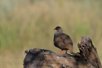 red-necked spurfowl on a trunk