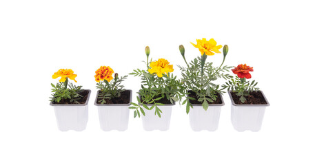 Marigold in pots for the vegetable garden. Isolated on white background.