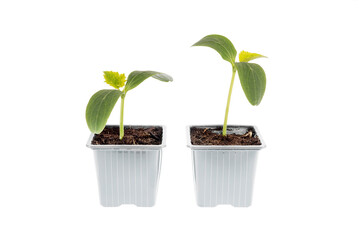 Cucumber plant. Vegetable garden at home. Diy vegetable garden, beginner, easy gardening. Plants for home garden. Two plants in pot isolated on white background.