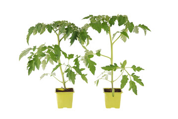 Tomato plants. DIY vegetable garden. Healthy and sustainable food. Gardening. Isolated on white background.