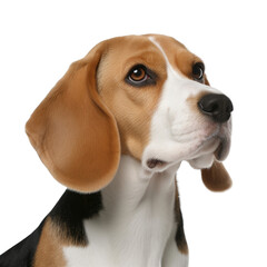 beagle dog portrait transparent background, generative AI