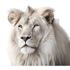 portrait of a lion transparent background, generative AI