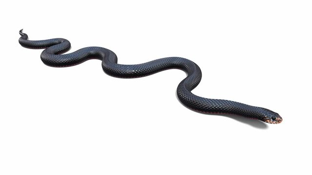 3d animation of Red Bellied Black Snake, idle, seamless loop, ground shadow, Luma Matte included. There is a version of this animated video without ground shadow