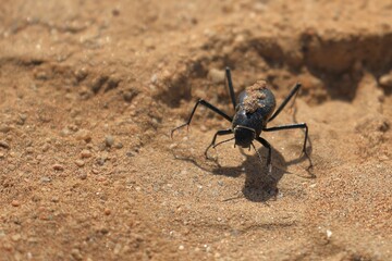 fog basking beetle in the Namib desert, Namibia