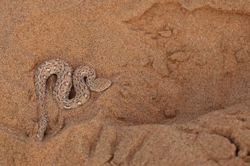 Fototapeta na wymiar sidewinder snake in the Namib Desert
