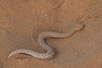 sidewinder snake in the Namib Desert