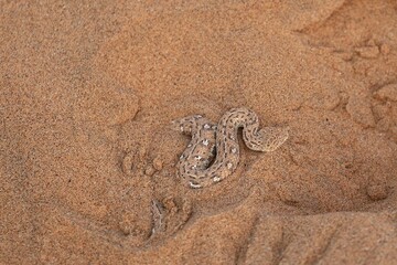 Fototapeta na wymiar sidewinder snake in the Namib Desert