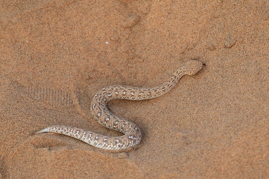 sidewinder snake in the Namib Desert