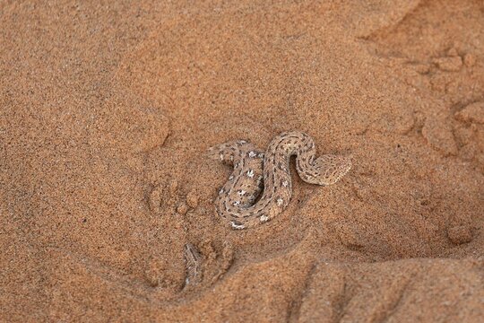sidewinder snake in the Namib Desert