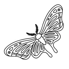 Coloring page - night butterfly. Vector outline illustration